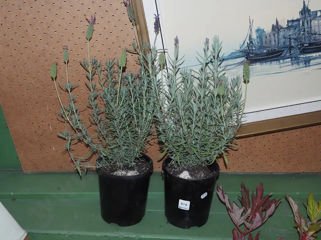 2x potted lavenders Image 1++