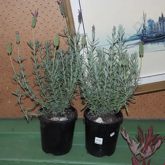 2x potted lavenders