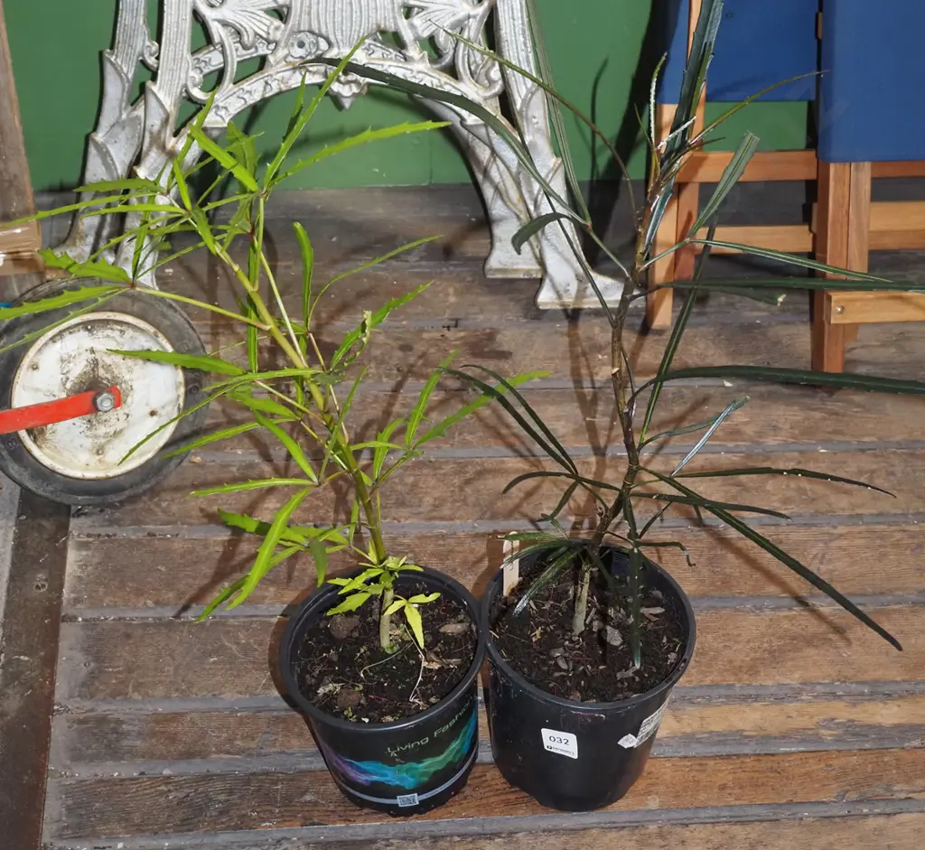 2x potted lancewoods Image 1++