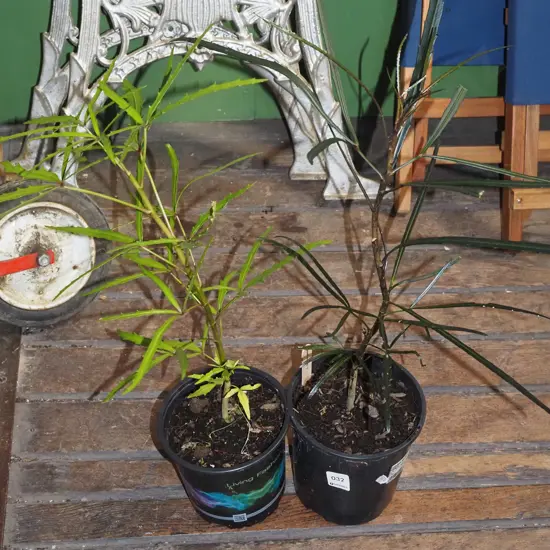 2x potted lancewoods