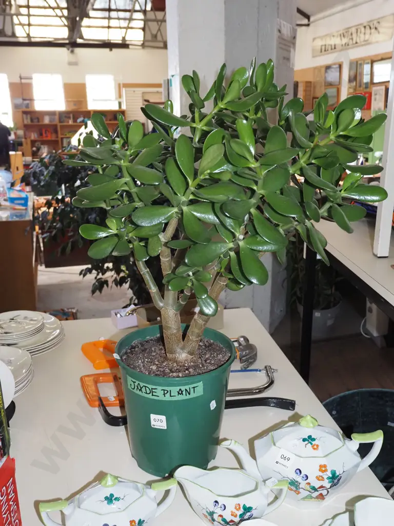 potted jade plant Overall H670 Image 1++