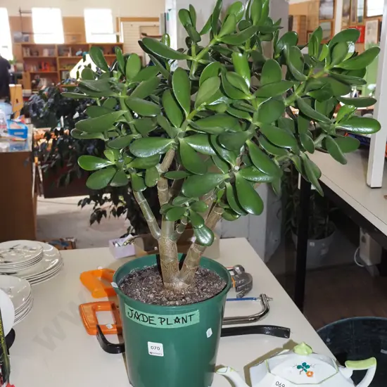 potted jade plant Overall H670