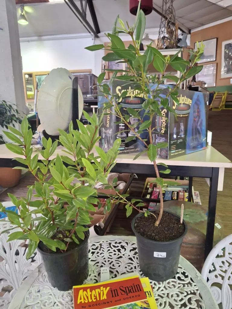 2x potted pohutukawa Image 1++