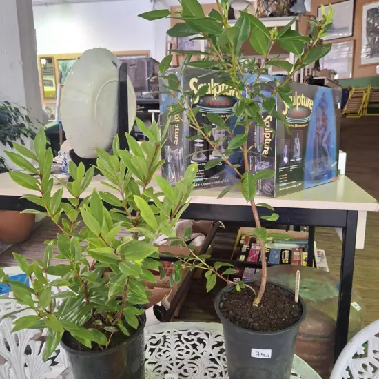 2x potted pohutukawa