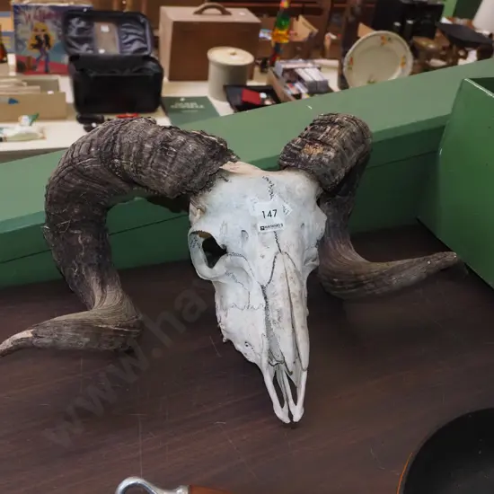 goat skull and horns