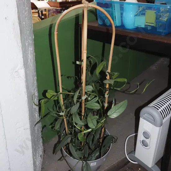 potted indoor plant; epipreneum pinna - cebu blue