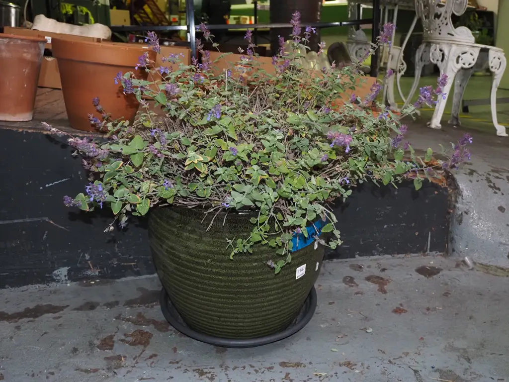 potted Nepeta plant in green glazed planter Planter H34 Image 1++