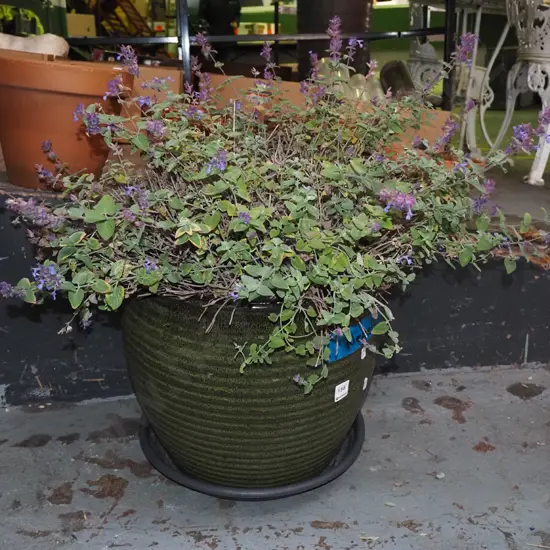 potted Nepeta plant in green glazed planter Planter H34