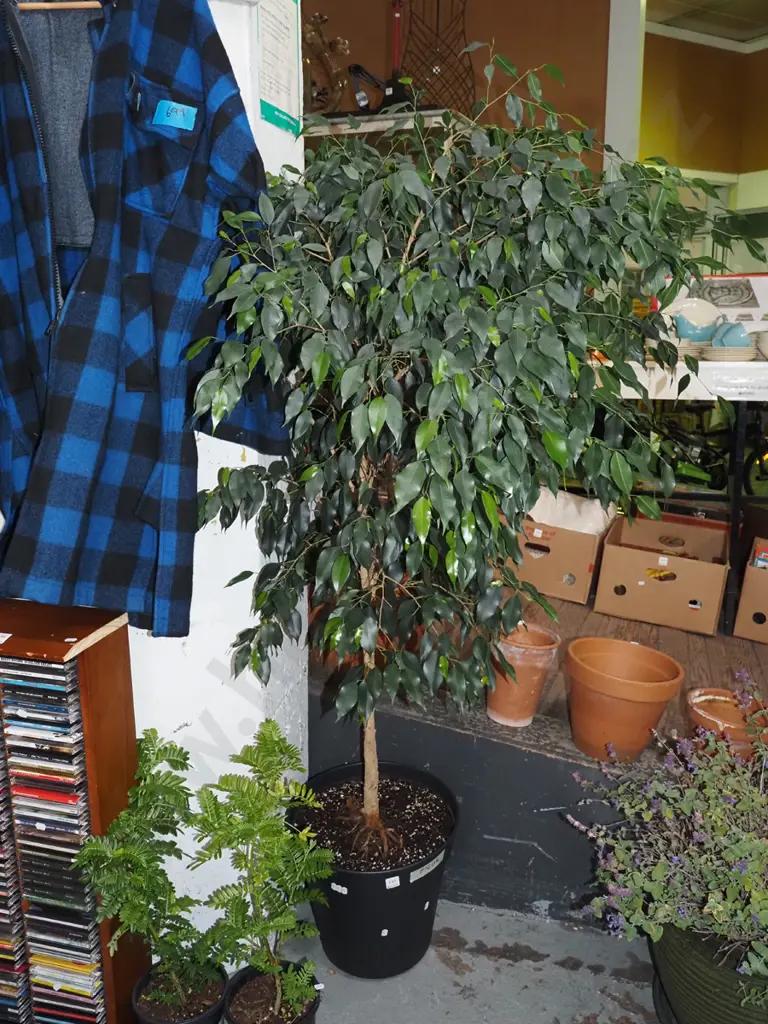 ficus in black plastic planter Overall H1600 Image 1++