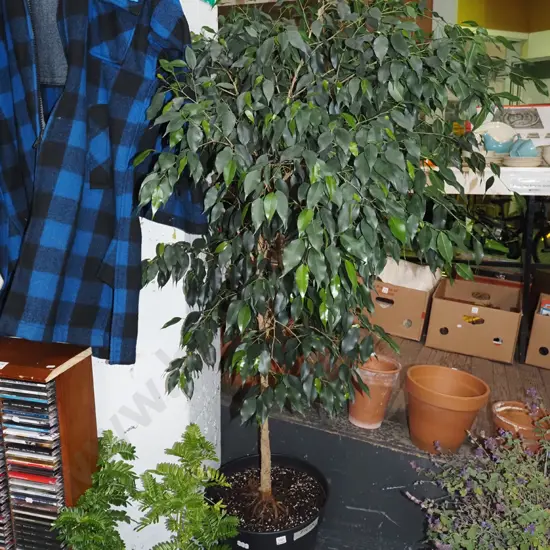 ficus in black plastic planter Overall H1600