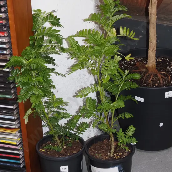 2x potted red kaka beaks