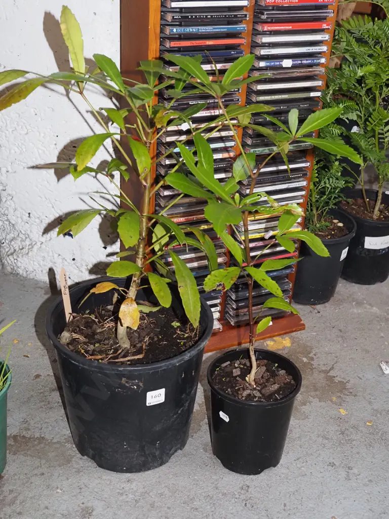 2x potted five fingers Image 1++