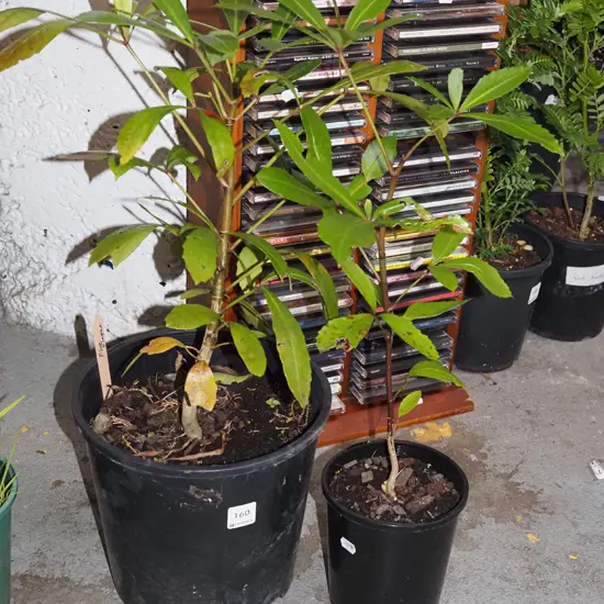 2x potted five fingers