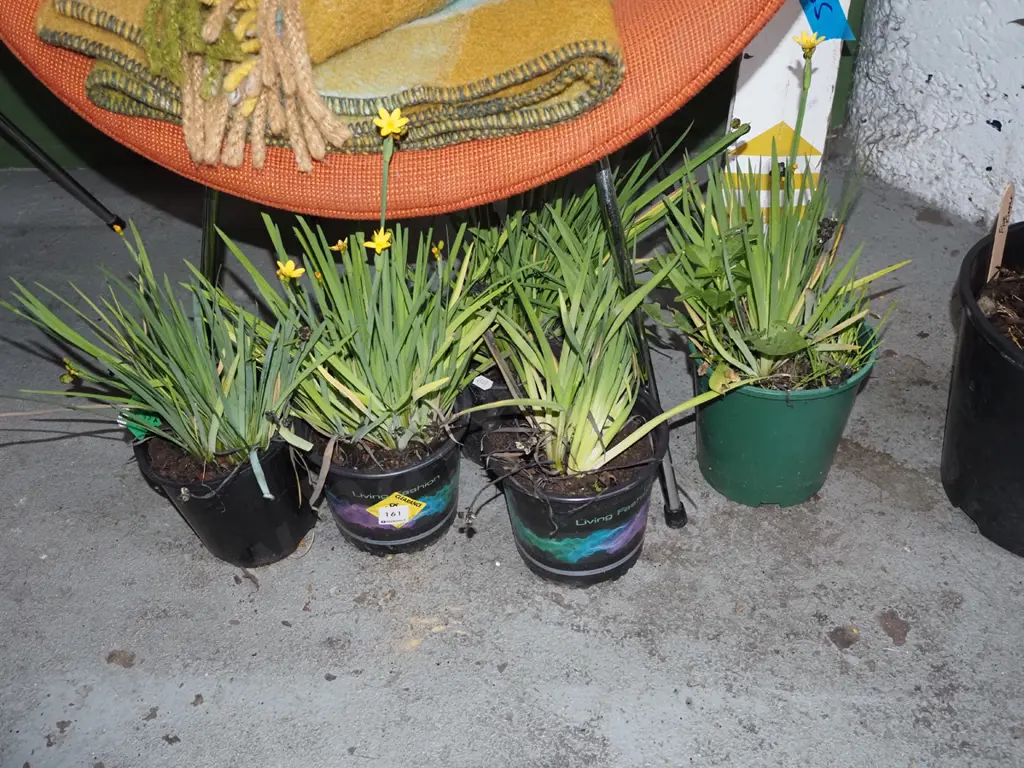 5x potted yellow eyed grasses Image 1++