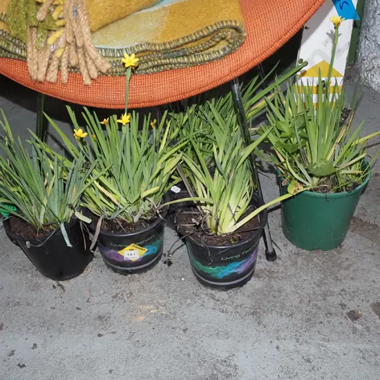 5x potted yellow eyed grasses