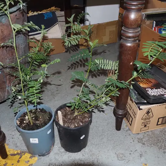 2x potted kakas beaks