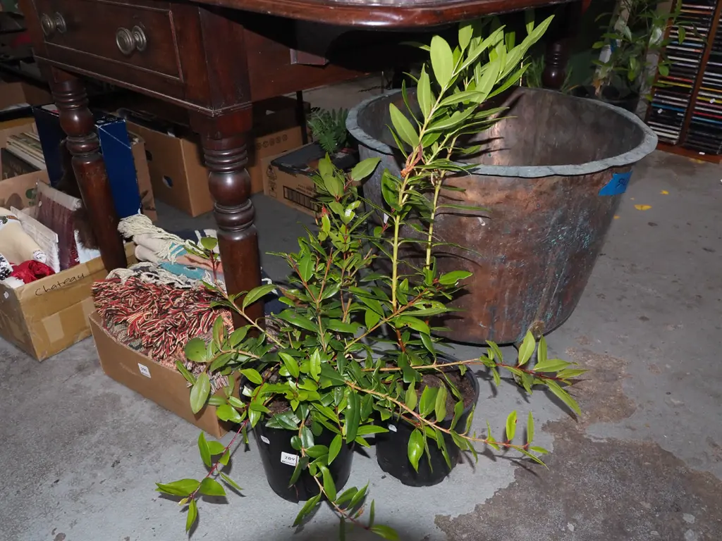 2x potted pohutukawa Image 1++