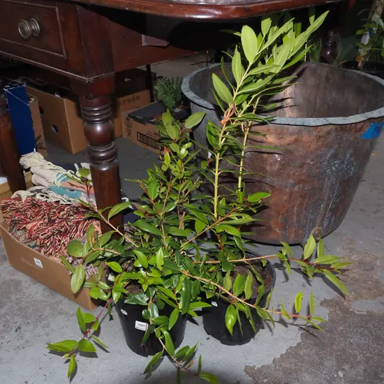 2x potted pohutukawa