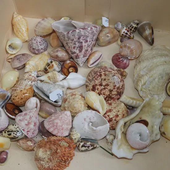 box of seashells