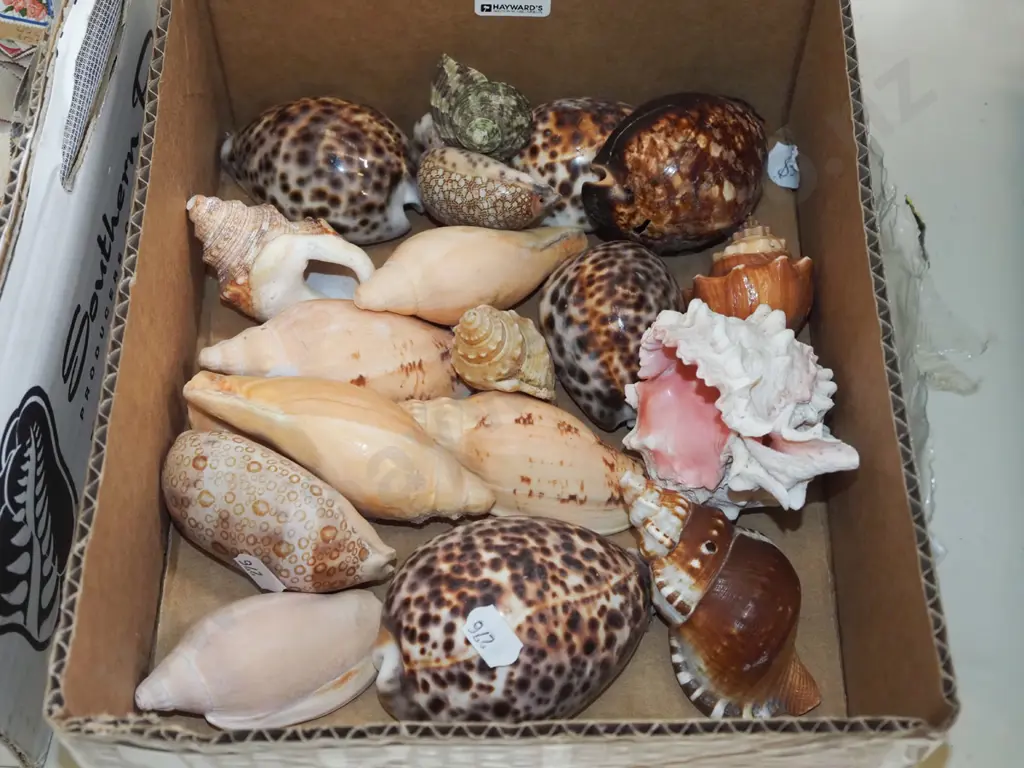 box of seashells Image 1++