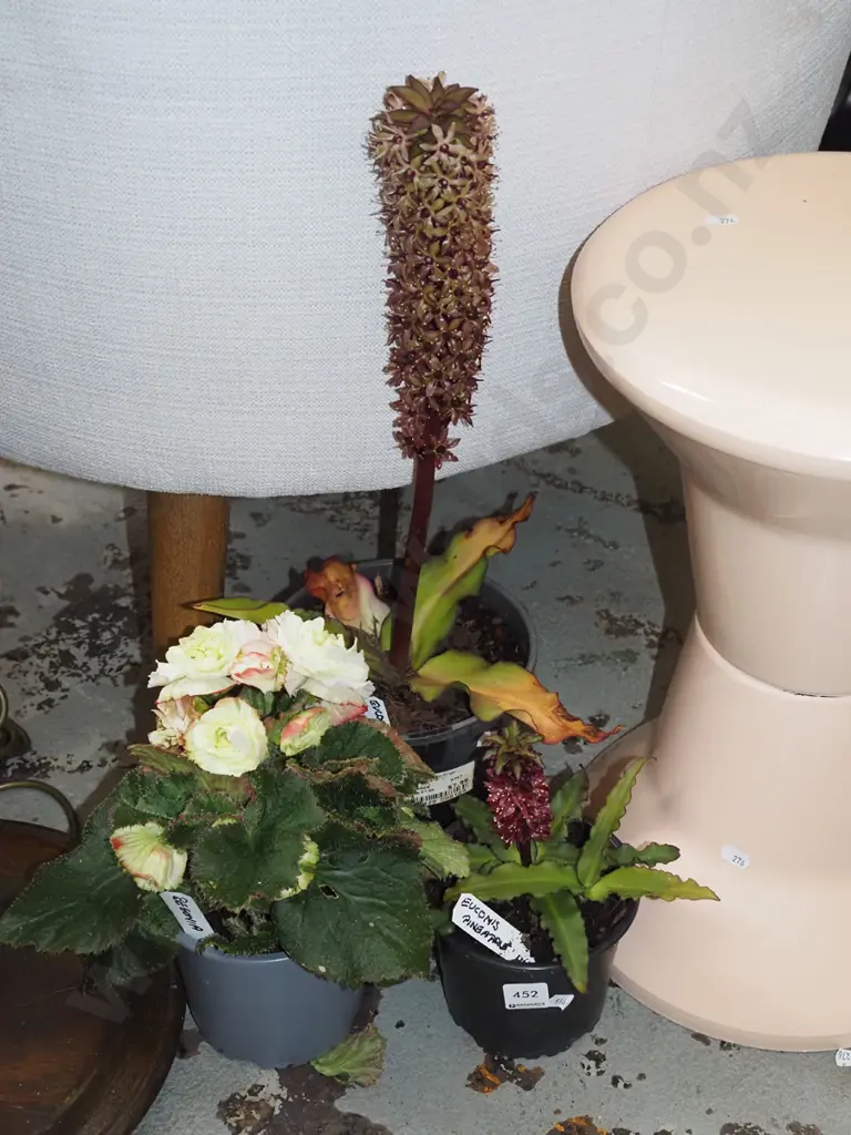 2x potted pineapple lillies, white flowering begonia Tallest Overall H550 Image 1++