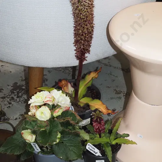 2x potted pineapple lillies, white flowering begonia Tallest Overall H550