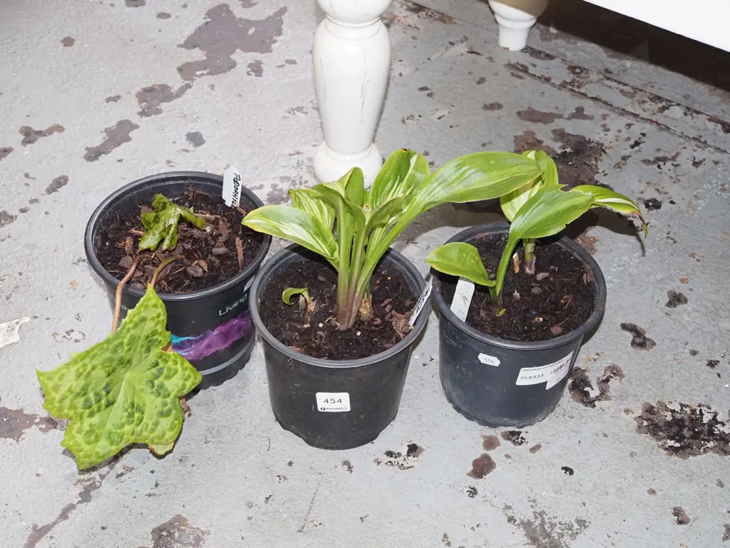 2x potted variegated hostas, podophyllum Image 1++