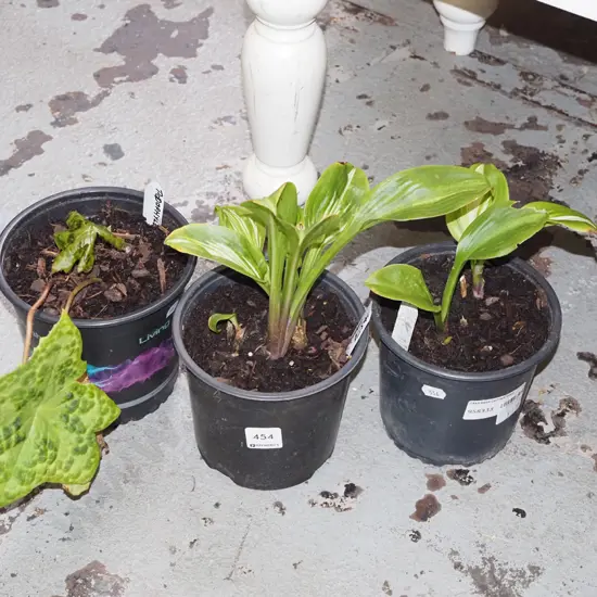 2x potted variegated hostas, podophyllum