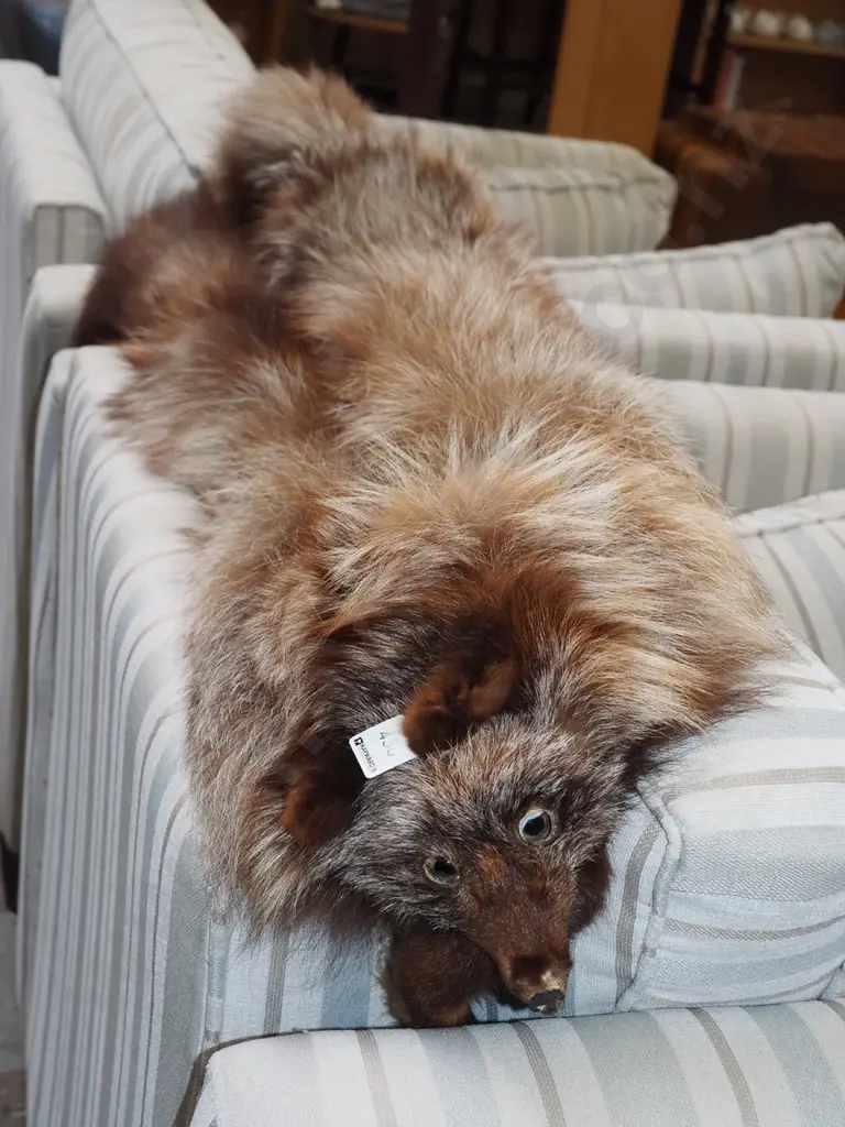 fox fur stole Image 1++