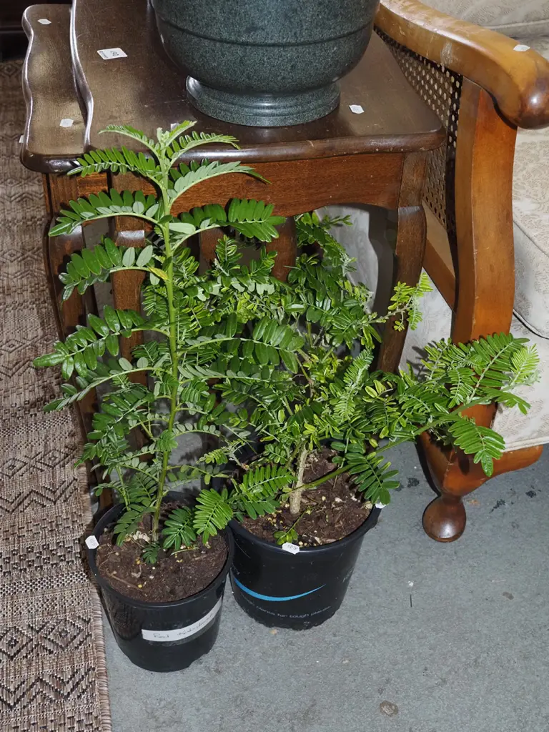 2x potted red kakas beaks Image 1++