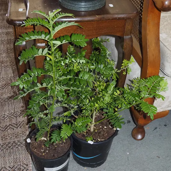 2x potted red kakas beaks