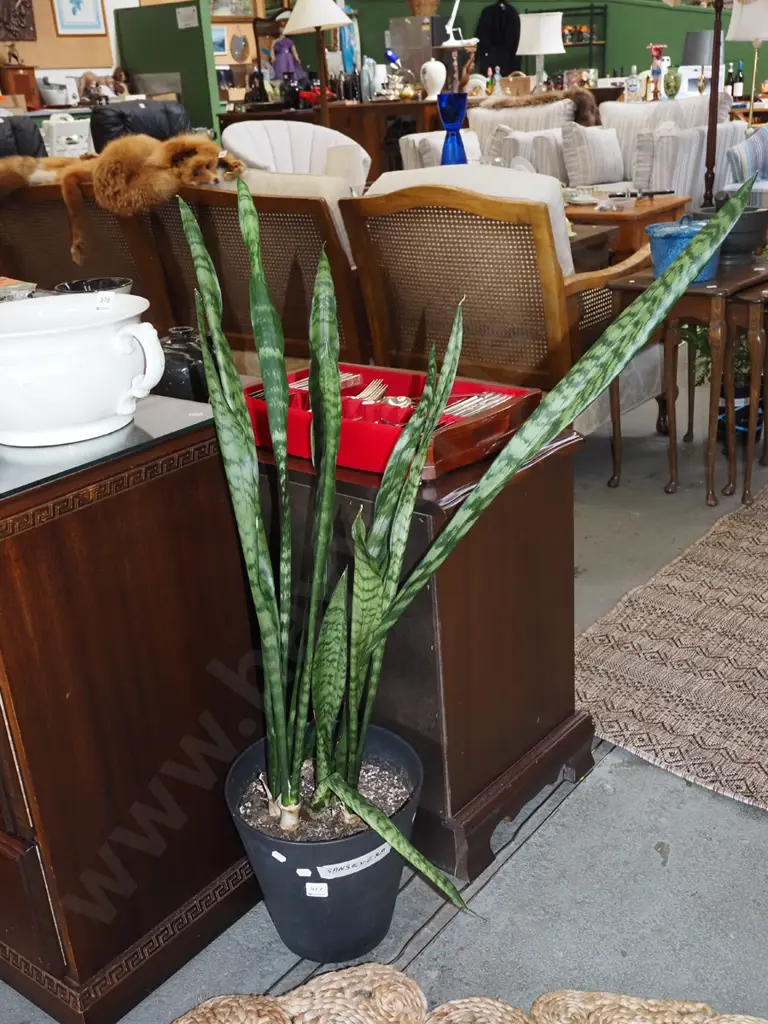potted sansevieria Overall H970 Image 1++