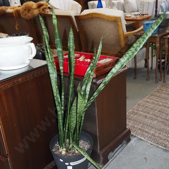 potted sansevieria Overall H970
