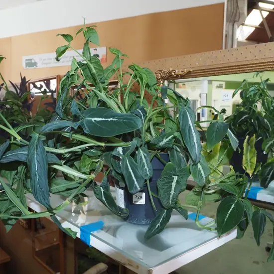 potted indoor plant - syngonium wendlandii - black velvet H360