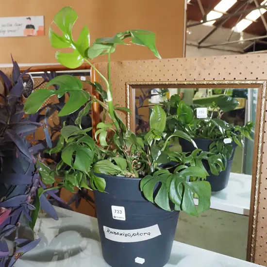 potted indoor plant - rhaphidophora H400