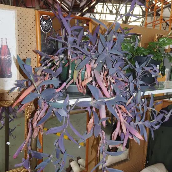 potted indoor plant - purple heart tradescantia pallida