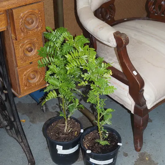 2x potted red kaka beaks