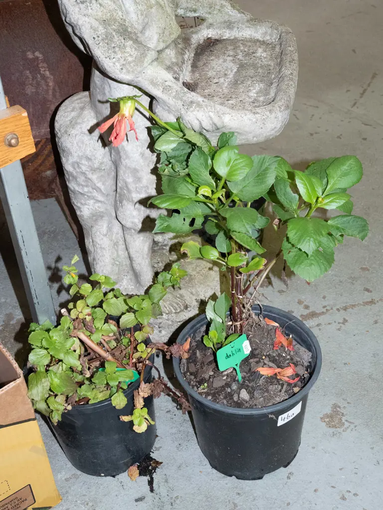 potted dahlia, potted monkey musk Image 1++