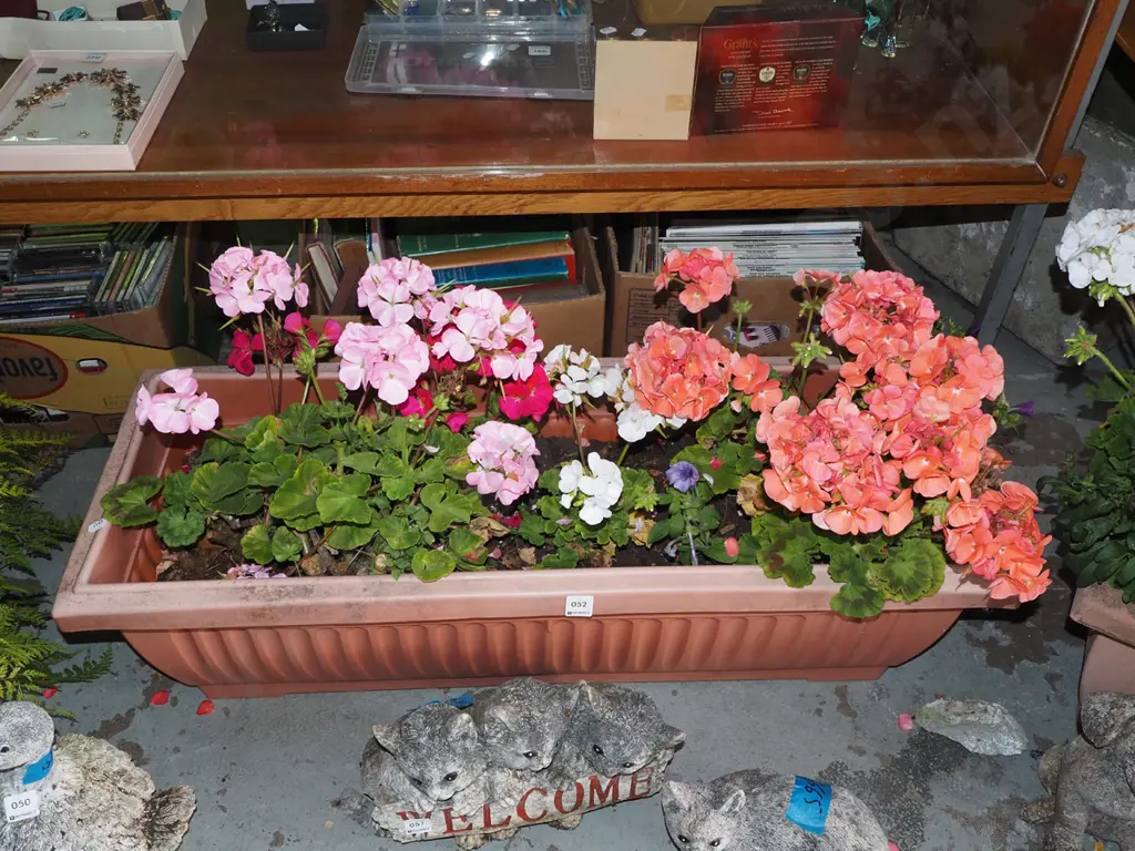 geraniums in plastic planter Planter L910 Image 1++