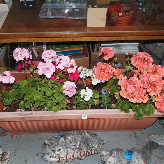 geraniums in plastic planter Planter L910