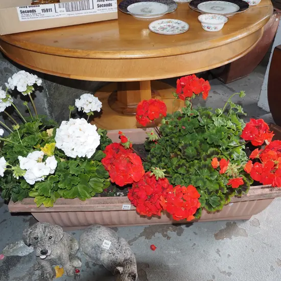 geraniums in plastic planter Planter L910