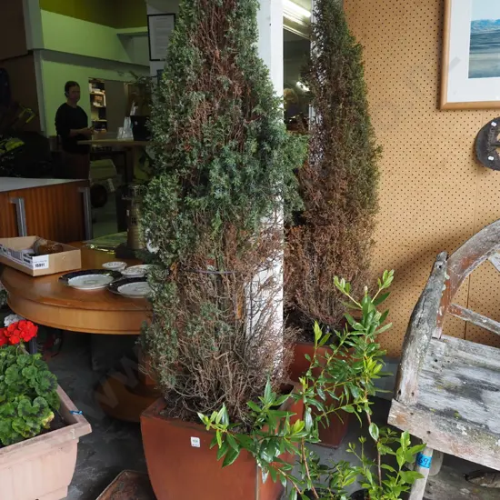 2x conifer in orange glazed rectangular planters with drip trays - plant condition questionable Planter H440