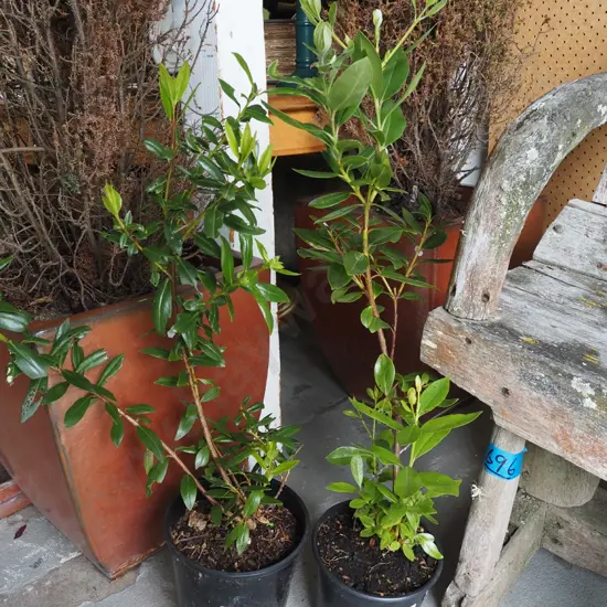 2x potted pohutukawa