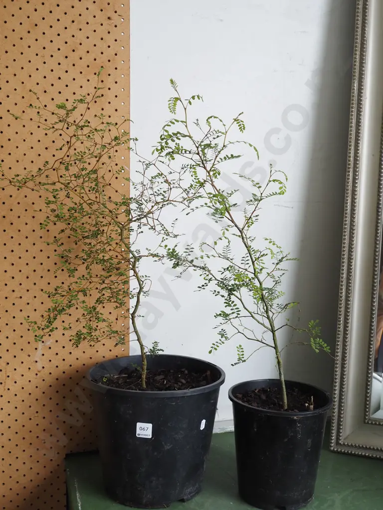 2x potted kowhai Image 1++