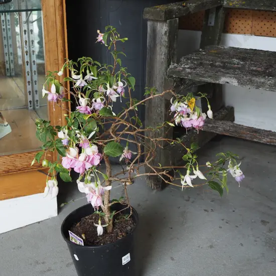 potted fuschia