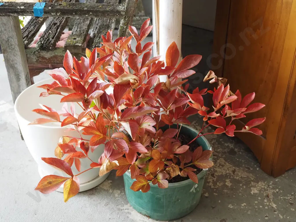 potted peony Image 1++