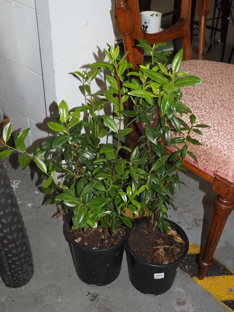 2x potted pohutukawa Image 1++