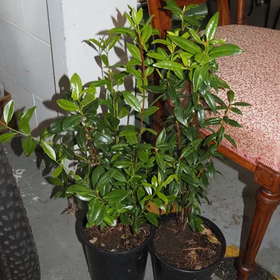 2x potted pohutukawa