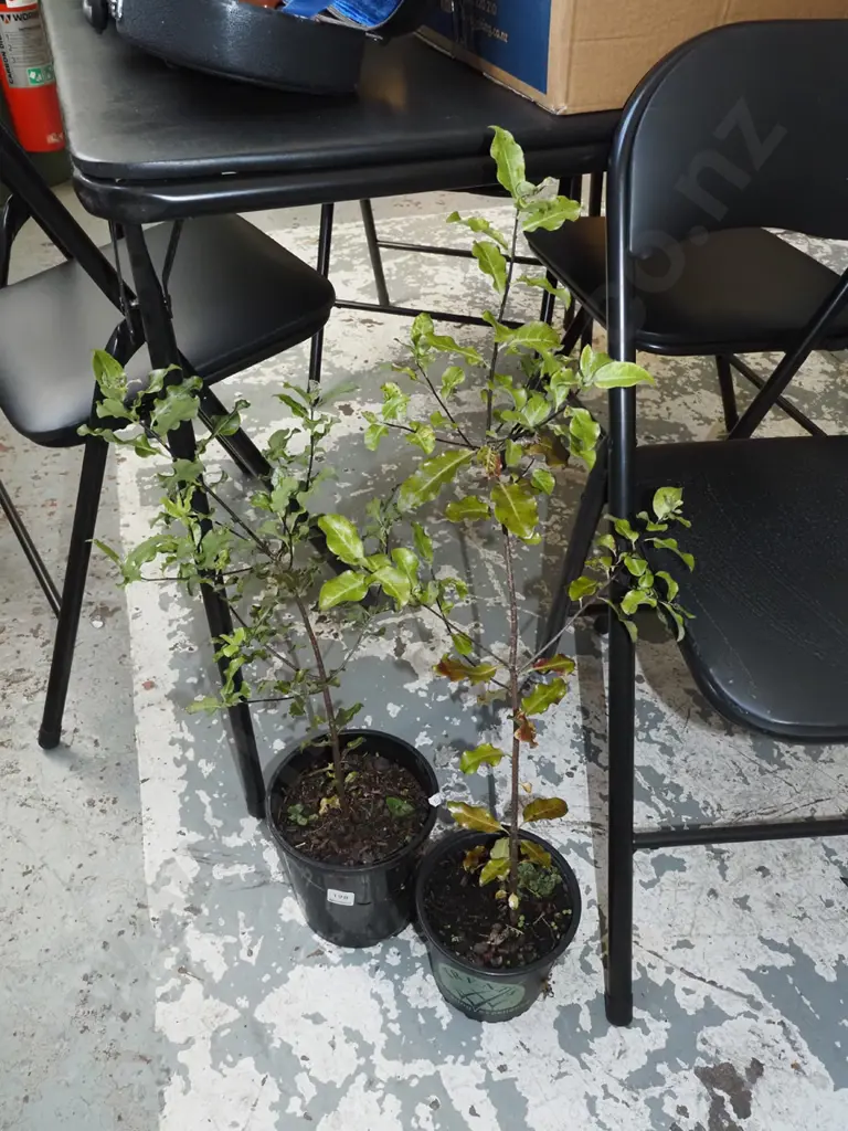 2x potted koro Image 1++