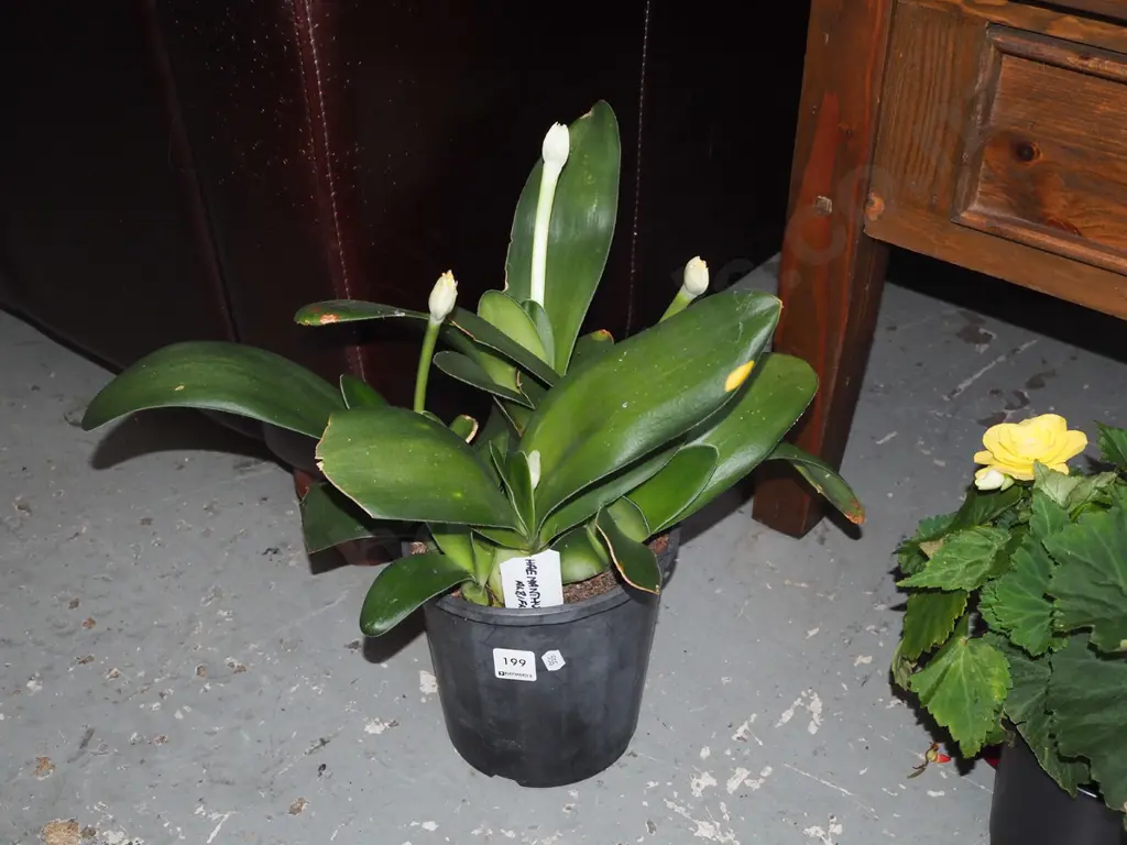 potted haemanthus labiblfos - paint brush lily Image 1++